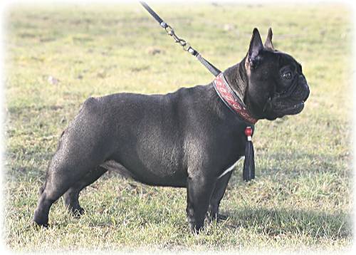 Facetieuse demoiselle zoe le berceau des loups-anges