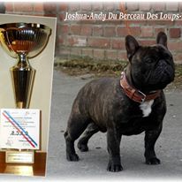 Joshua-andy le berceau des loups-anges