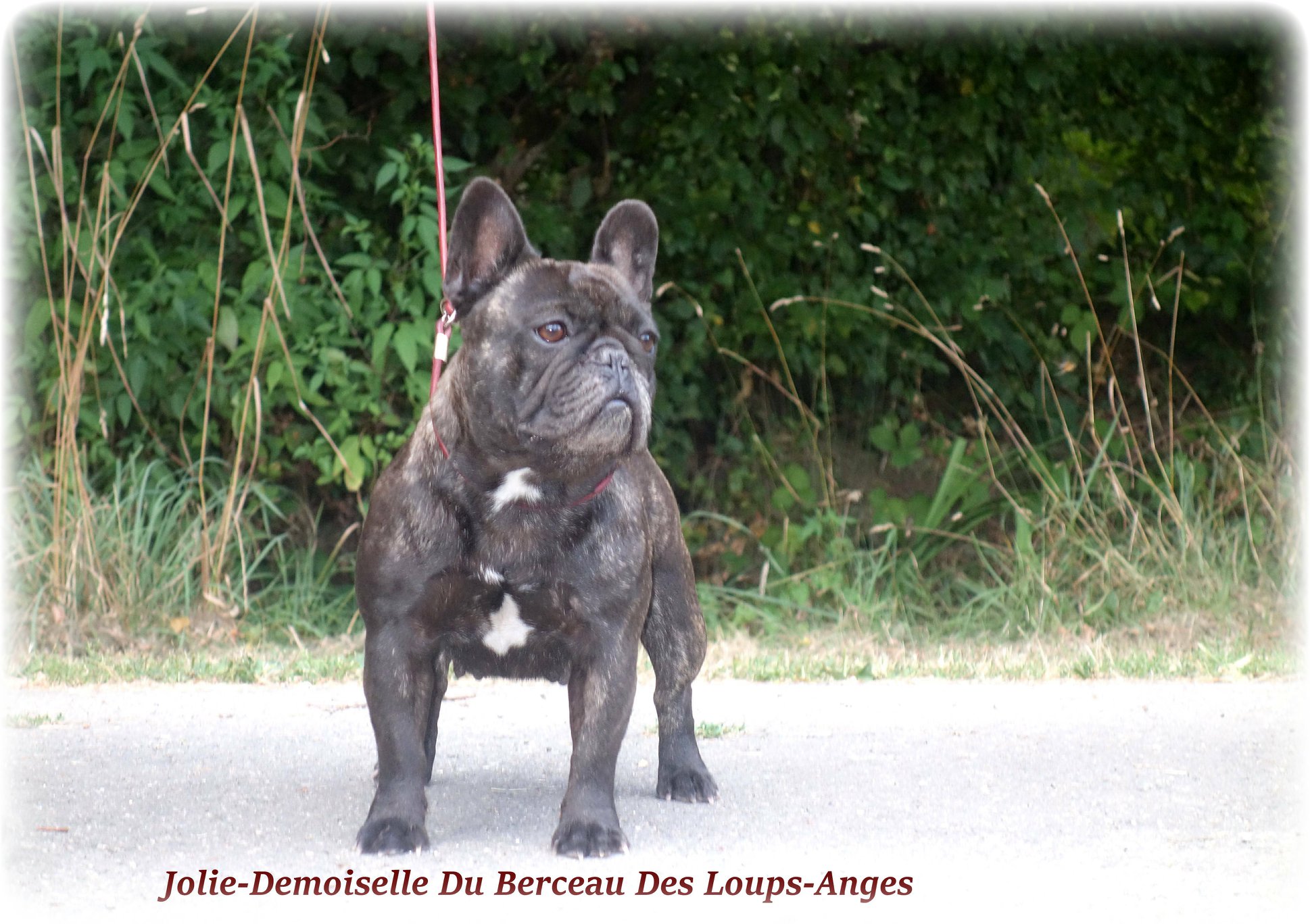 Jolie demoiselle du berceau des loups-anges le berceau des loups-anges