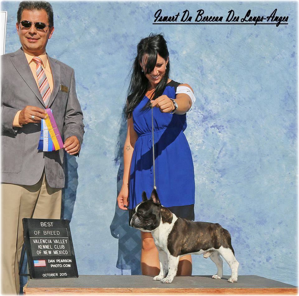 Nos bouledogues à l'ètranger